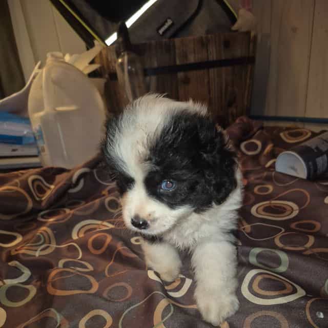 Mork - Miniature American Shepherd (Mini Aussie) Male