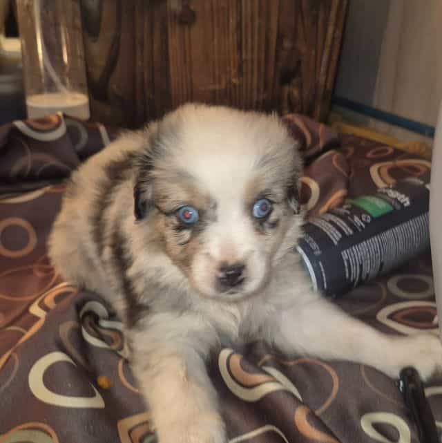 Mindy - Miniature American Shepherd (Mini Aussie) Female
