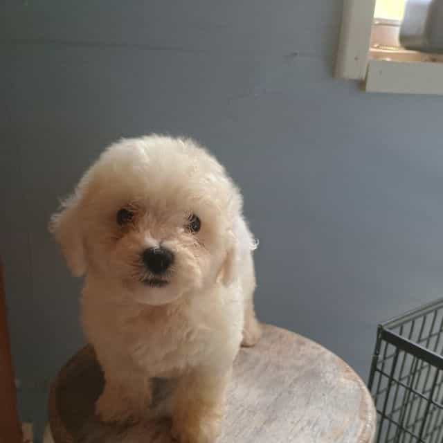 Buster - Bichon Frise Male