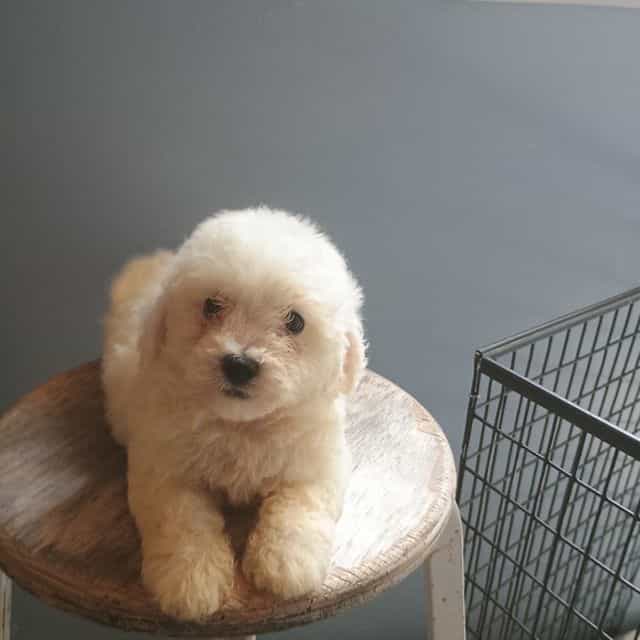 Buster - Bichon Frise Male