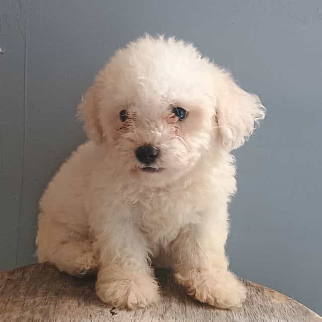 Benny - Bichon Frise Male