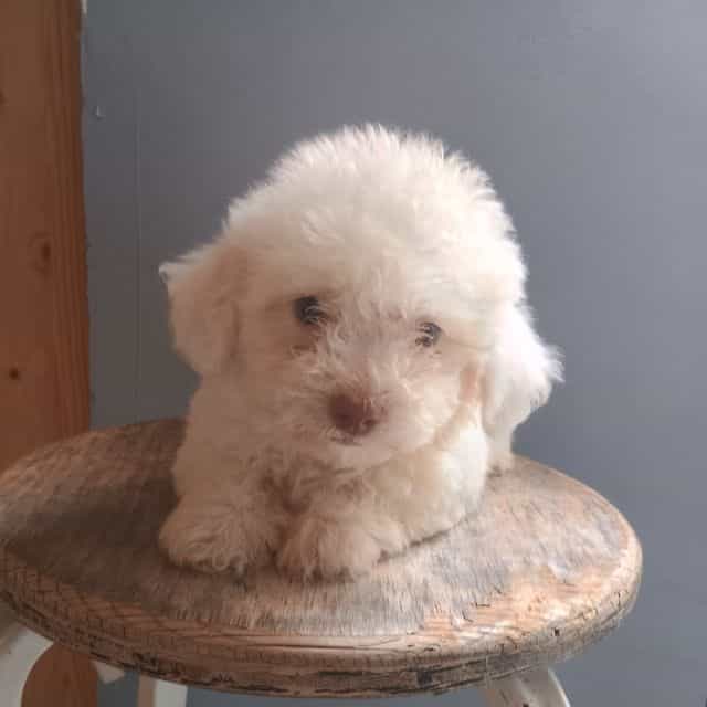 Betty - Bichon Frise Female
