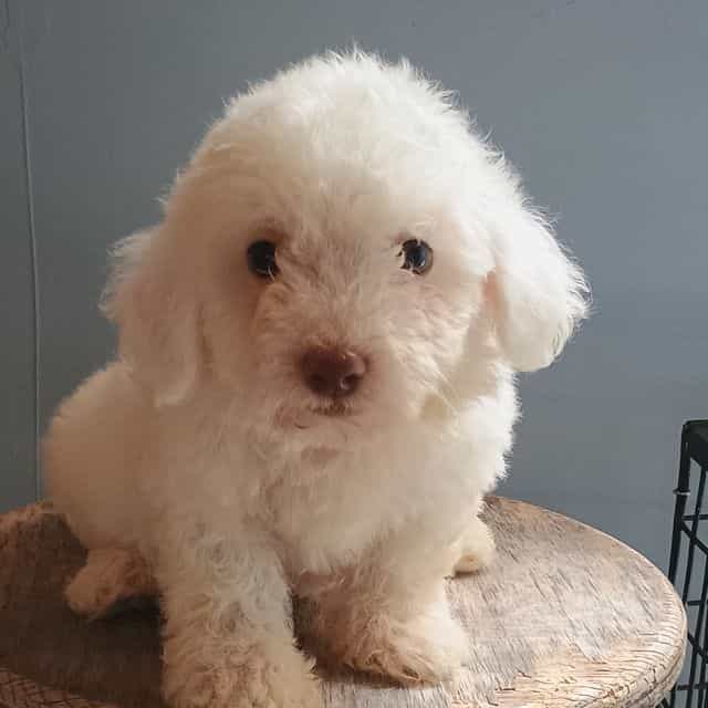 Bixby - Bichon Frise Male