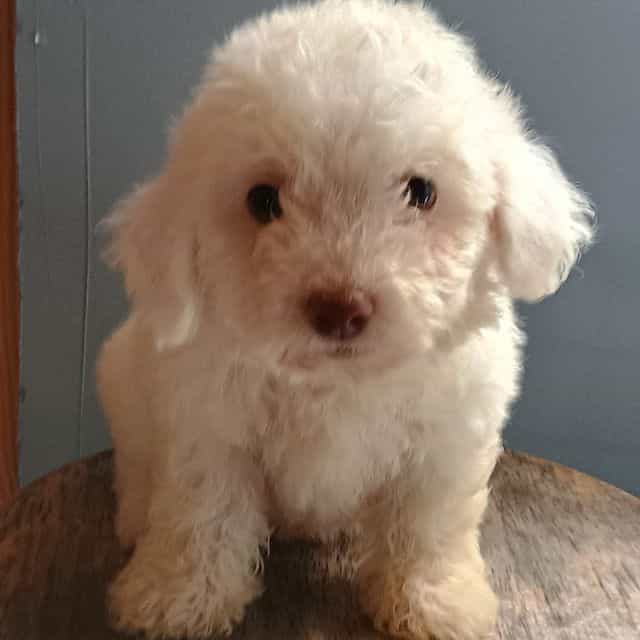Bixby - Bichon Frise Male