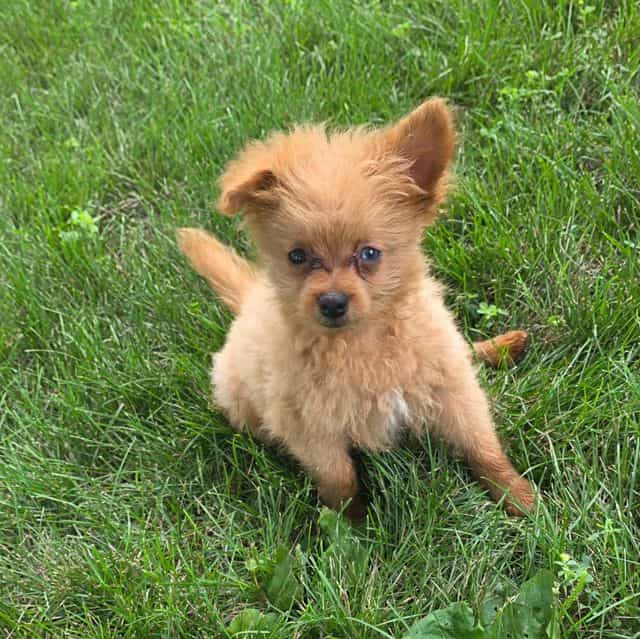 Murphy - Pomapoo Male