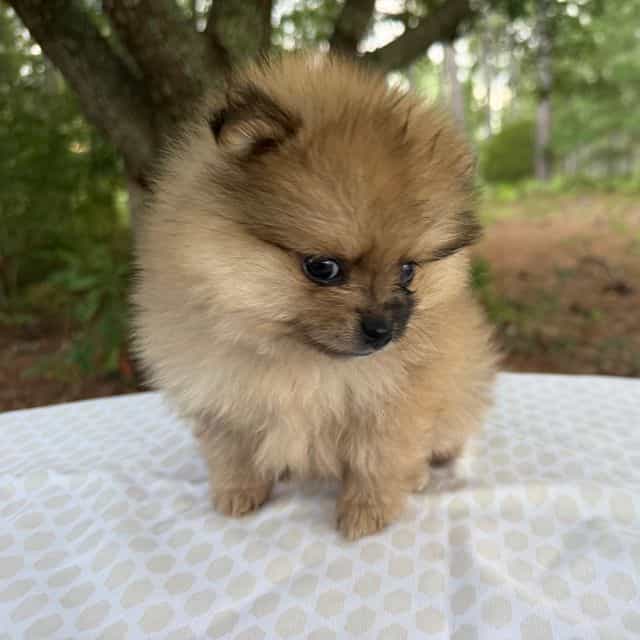 Indigo - Pomeranian Female