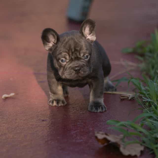 Coco Chanel - French Bulldog Female