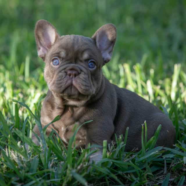 Tiffany - French Bulldog Female