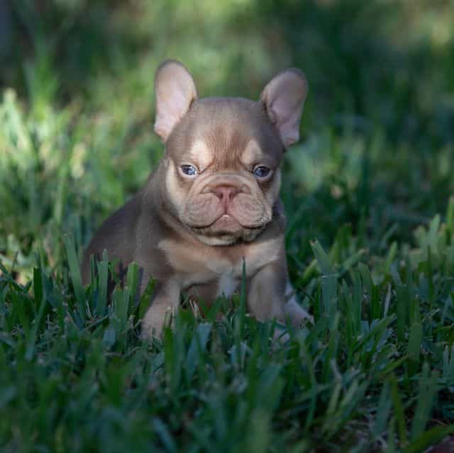 Diesel - French Bulldog Male