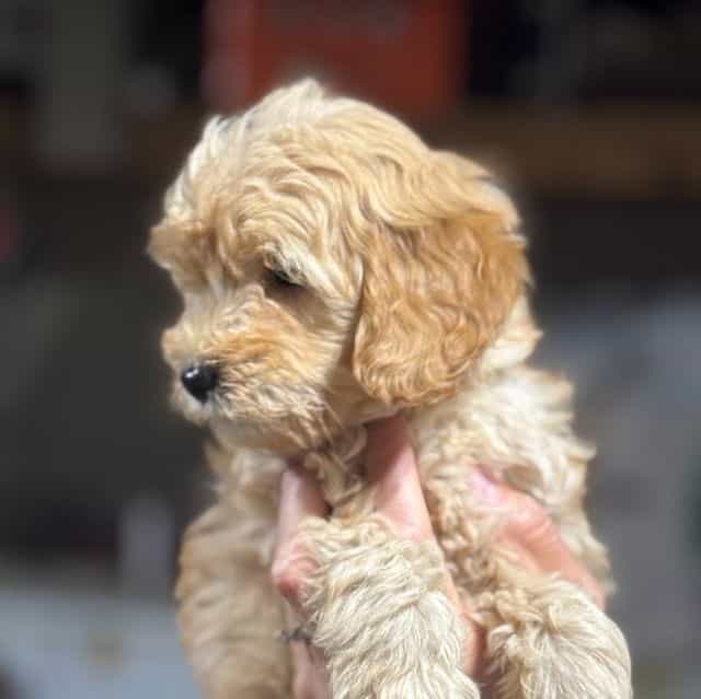 GREY BOY - F1B - Goldendoodle Male