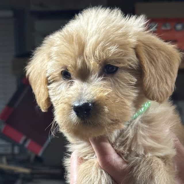 GREEN BOY - F1B - Goldendoodle Male