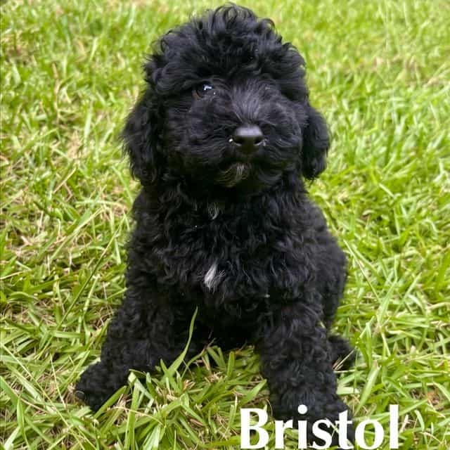 Bristol - Cavapoo Male