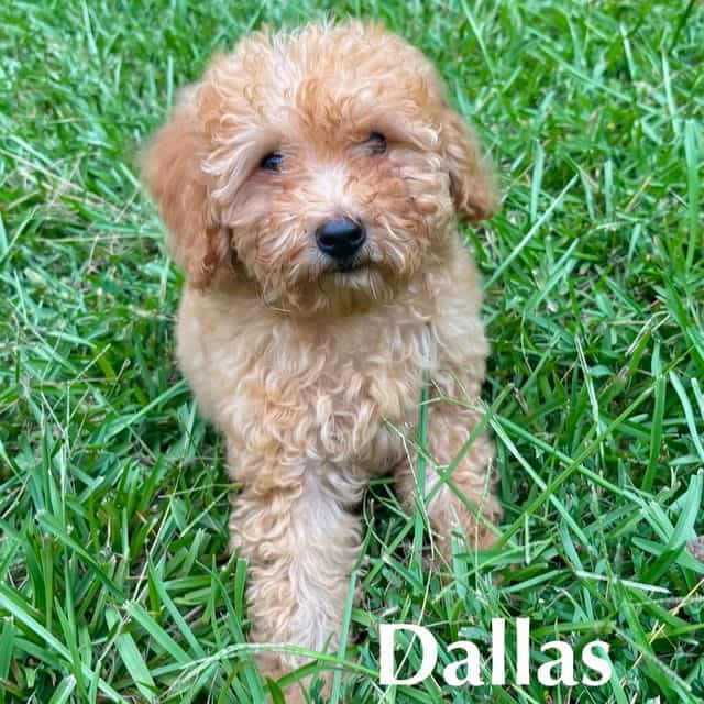 Dallas - Cavapoo Female