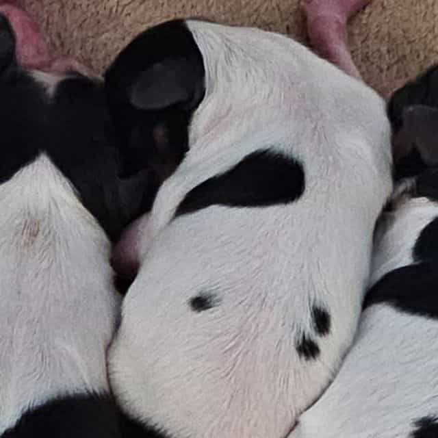Daisy - Papillon Female