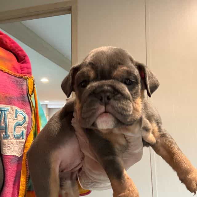 Girl 1 - English Bulldog Female