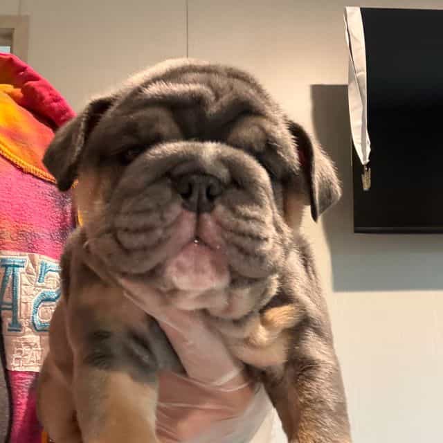 Girl 2 - English Bulldog Female