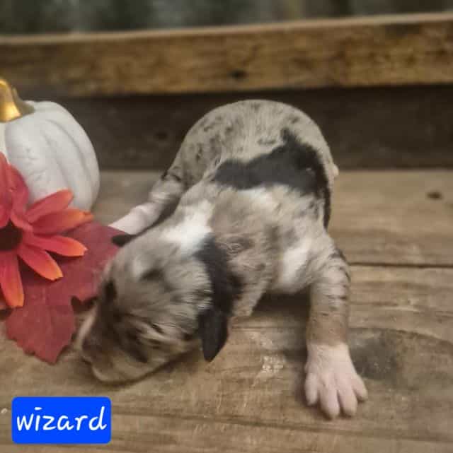 Wizard - Aussiedoodle Male