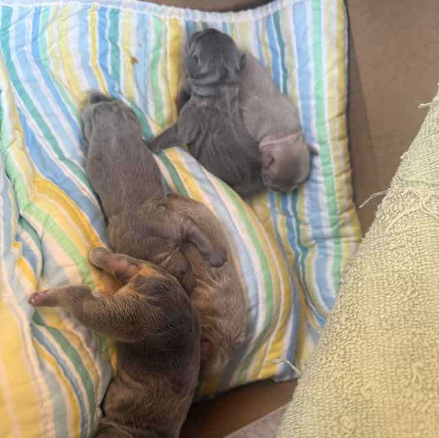 Isabella  - French Bulldog Female