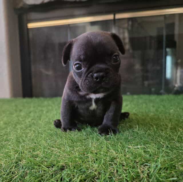 Bao - French Bulldog Male