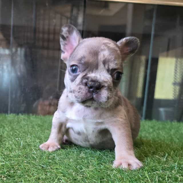 Boba - French Bulldog Male