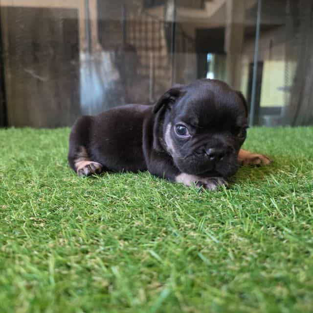 Katsu - French Bulldog Male