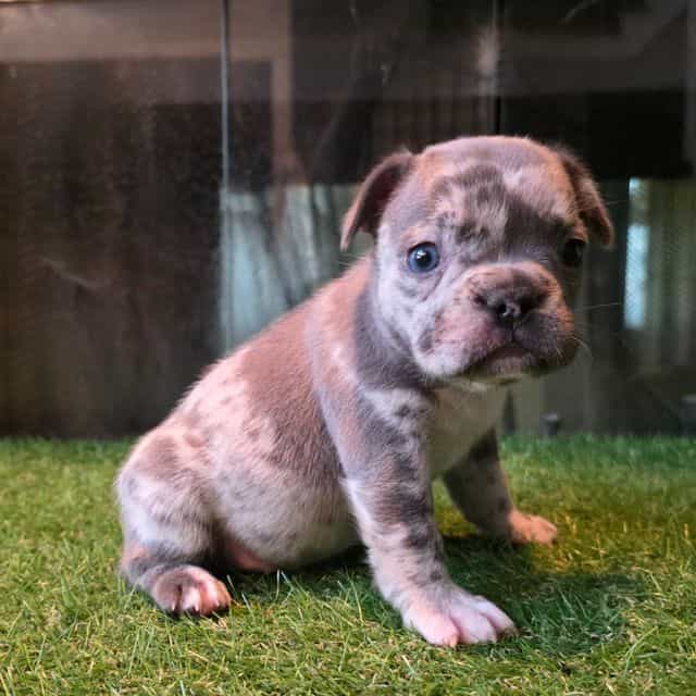 Misou - French Bulldog Female