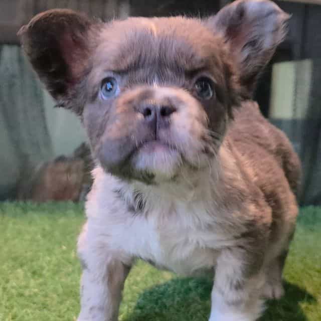 Brooks - French Bulldog Male