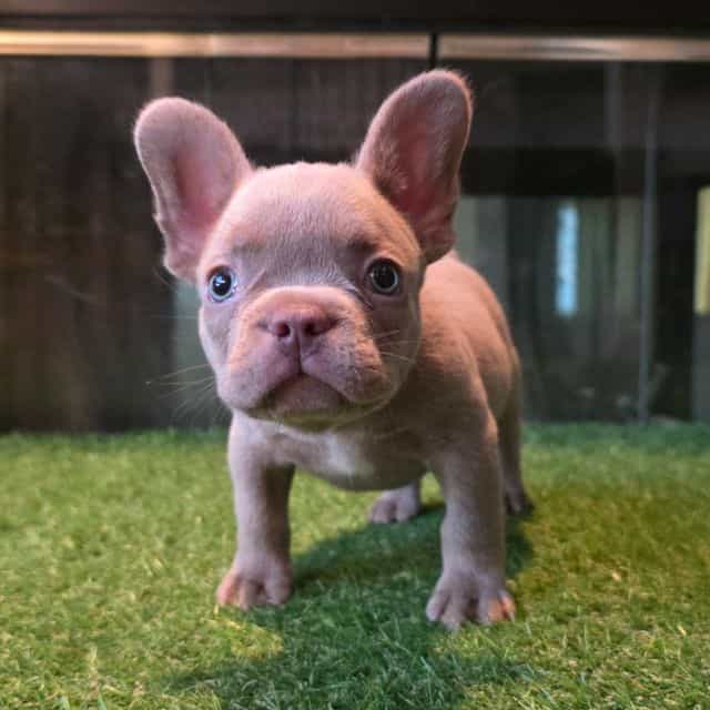 Beckham - French Bulldog Male