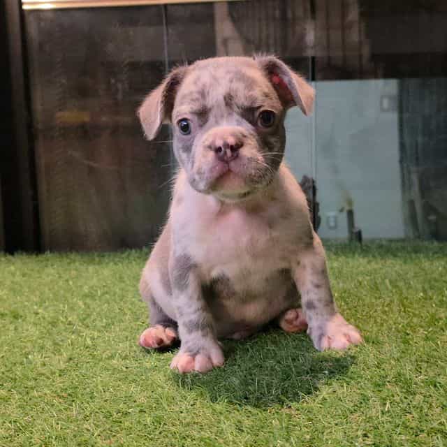 Bryson  - French Bulldog Male