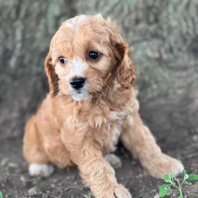 Sunny - Cocker Spaniel Female