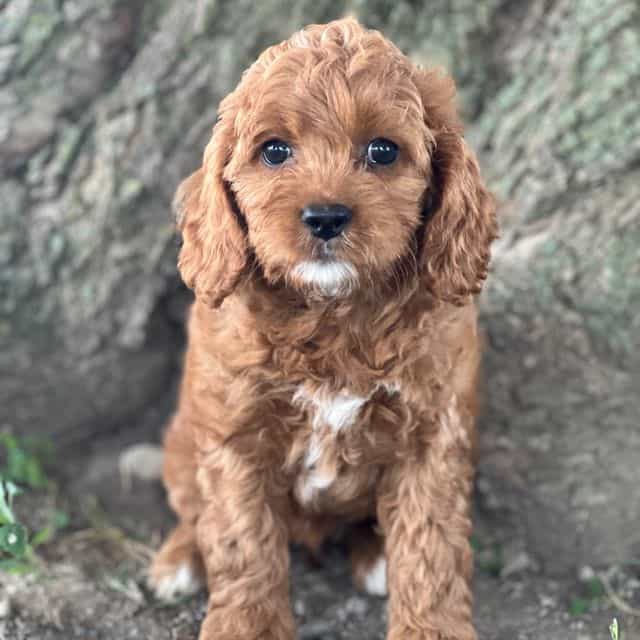 Sweet  - Cocker Spaniel Female