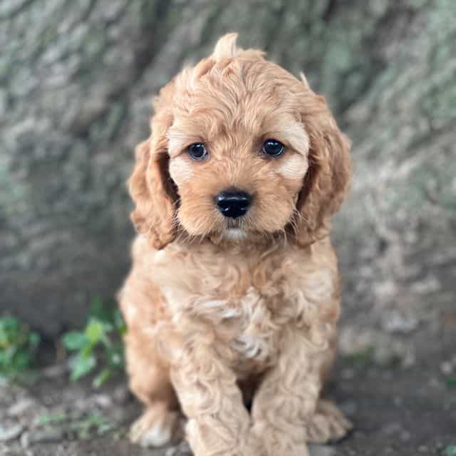 Samuel - Cocker Spaniel Male