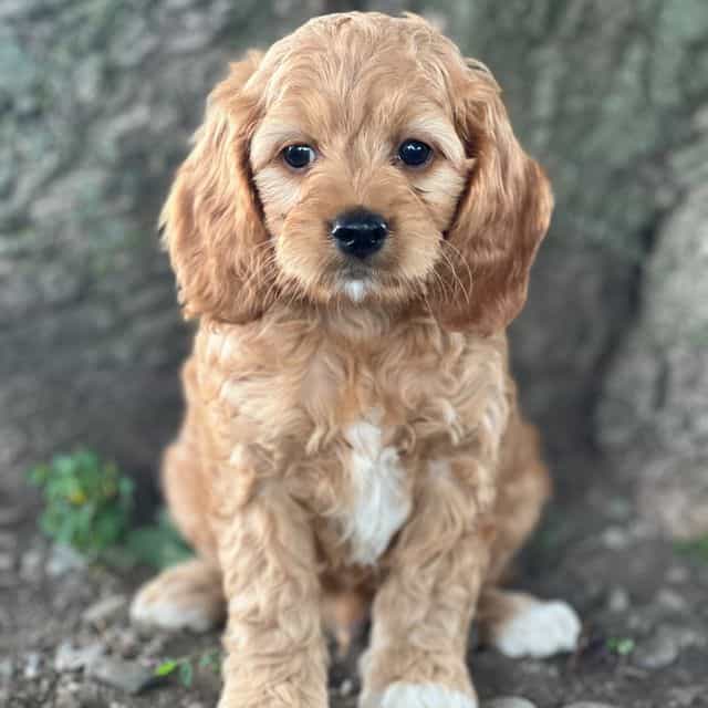 Sage - Cocker Spaniel Male
