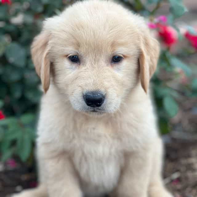 Daphne - Golden Retriever Female