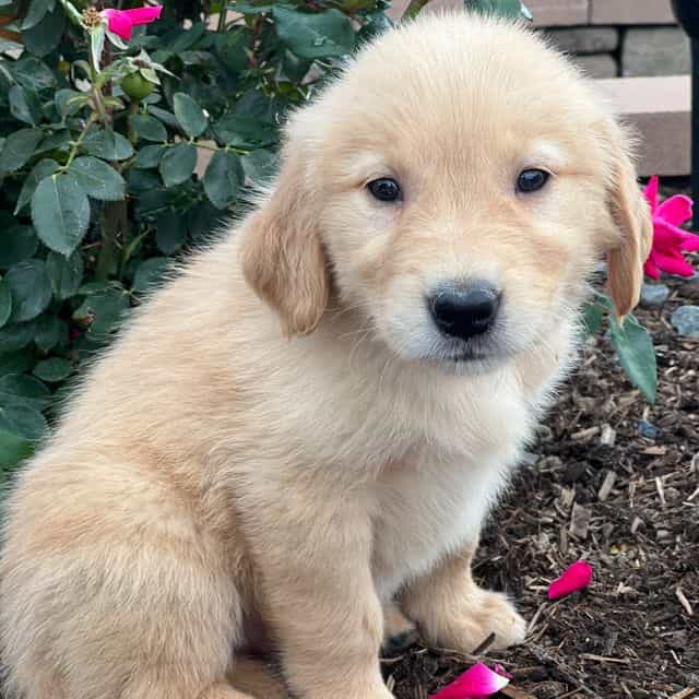 Donna - Golden Retriever Female