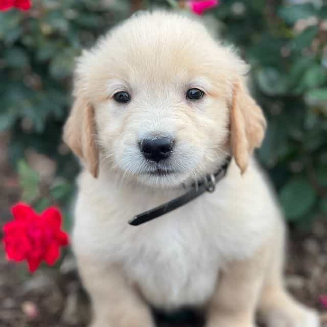 Dream - Golden Retriever Female