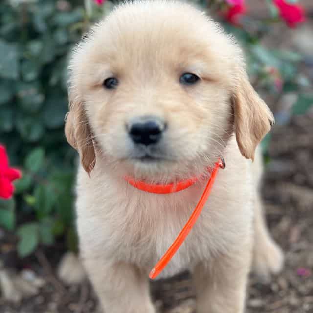Daniel - Golden Retriever Male