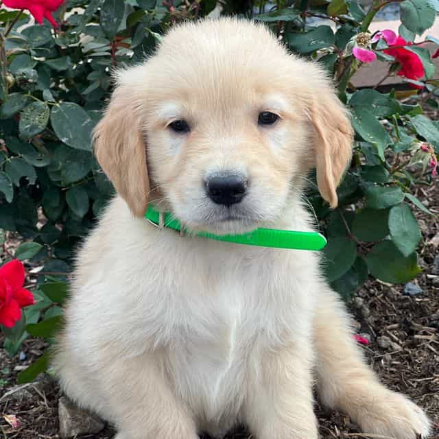 Dawson - Golden Retriever Male