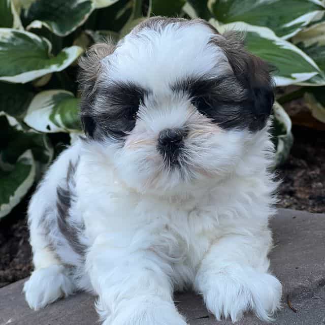 Joey - Shih Tzu Male