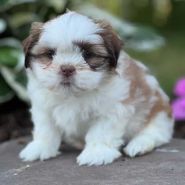Joy - Shih Tzu Female