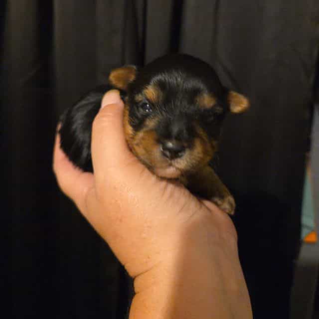 Leia - Yorkshire Terrier Female