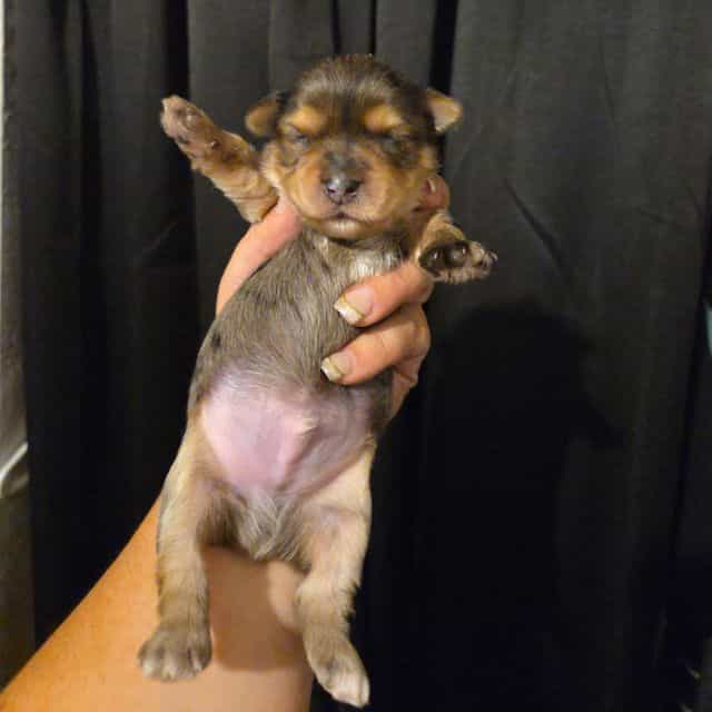prince - Yorkshire Terrier Male