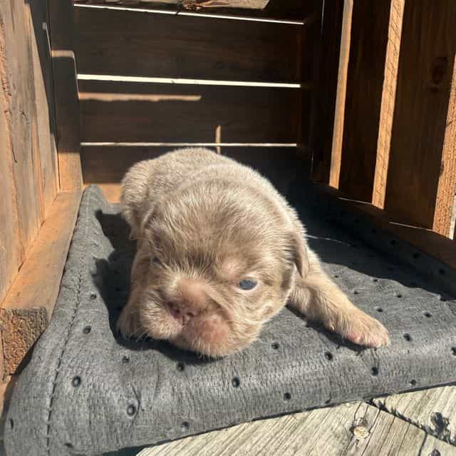 Big rope isabel - French Bulldog Female
