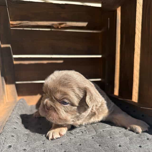Big rope fluffy - French Bulldog Male