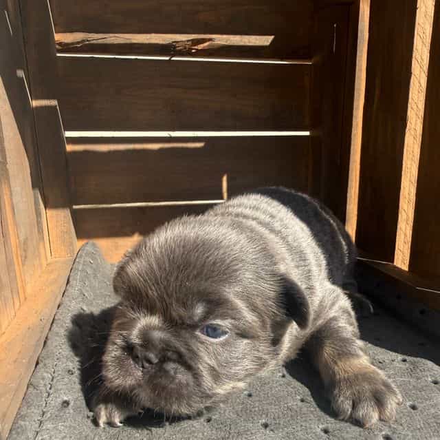 Big rope fluffy - French Bulldog Male