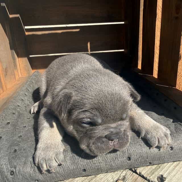 Big rope lilac  - French Bulldog Female