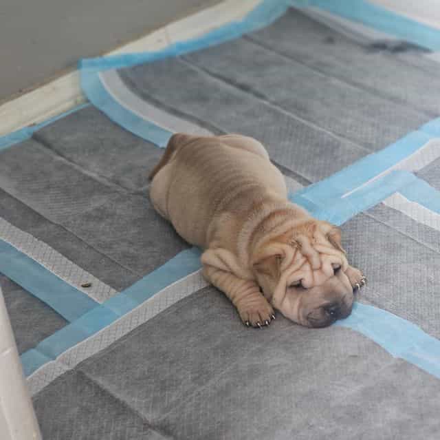 Ravioli - Chinese Shar-Pei Female