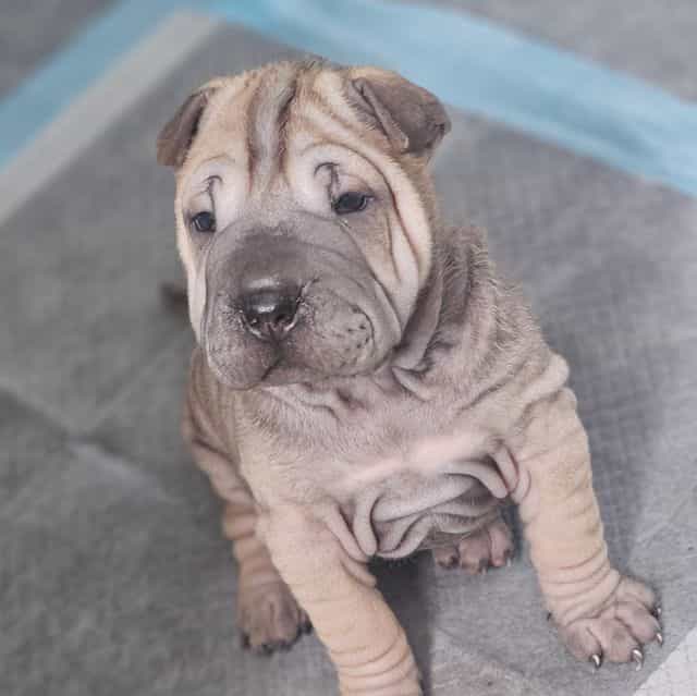 Tortellini - Chinese Shar-Pei Female