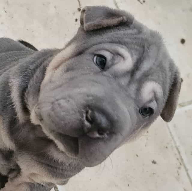 Linguine - Chinese Shar-Pei Male