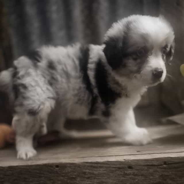 Mindy - Miniature American Shepherd (Mini Aussie) Female